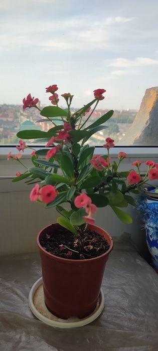 Комнатные   цветы