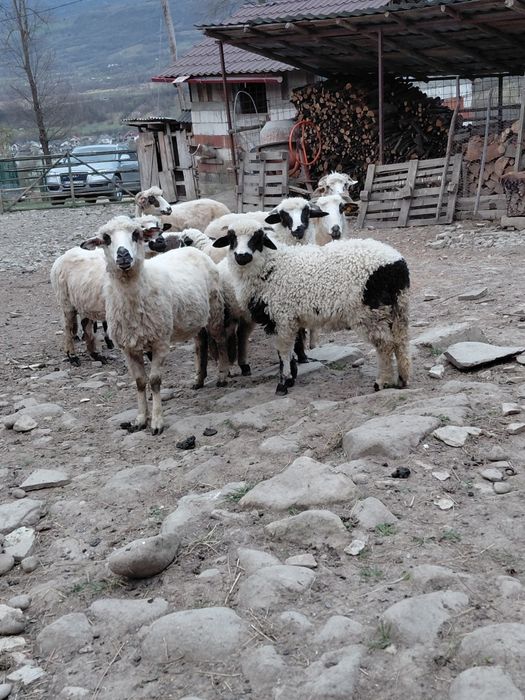 Vând oii cu miei  tinere