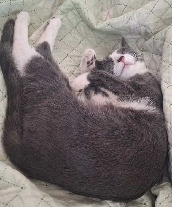 Caut adoptie pentru o pisica.