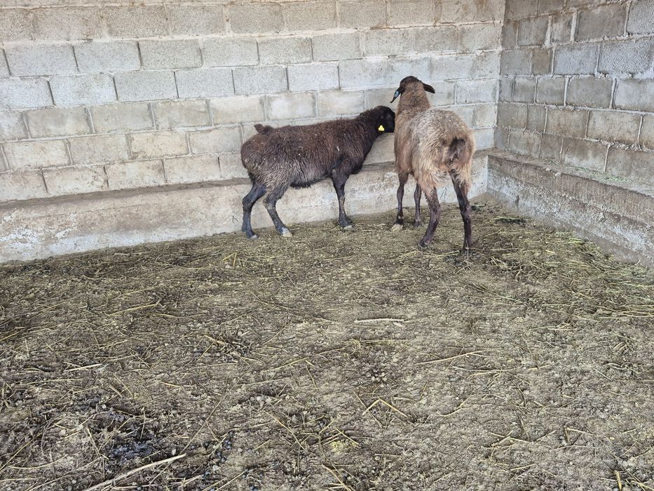 Кой саулык қой саулық