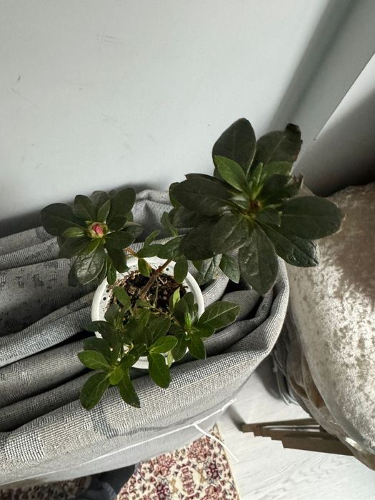 Комнатное растение Азалия