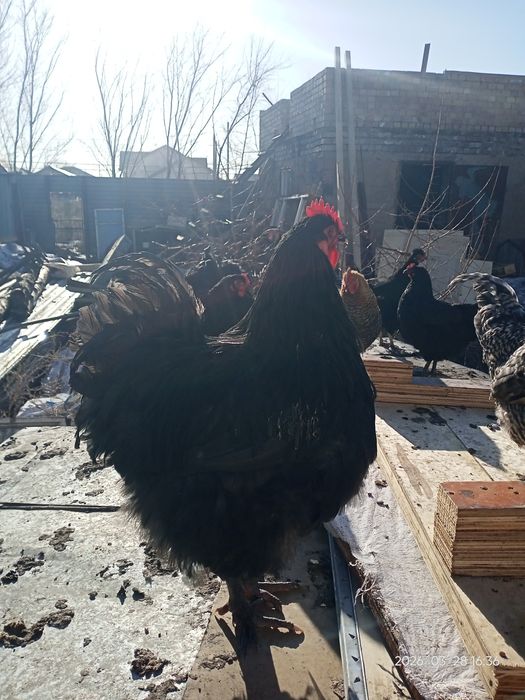Петух  орпингтон