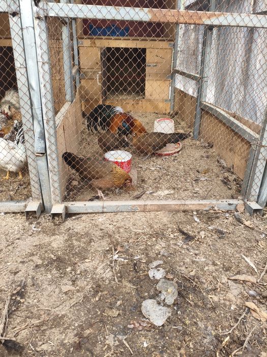 Куры карликовые !