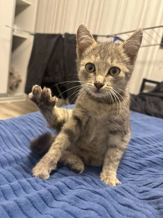 Отдам уличного котёнка в добрые руки