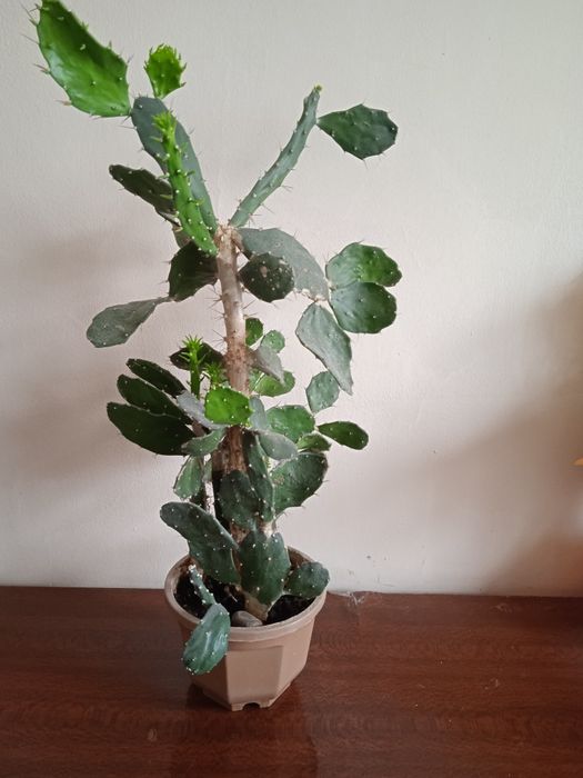 Древообразный кактус