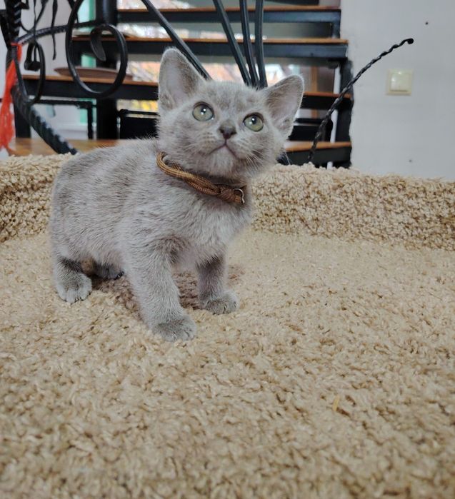 Европейская бурма