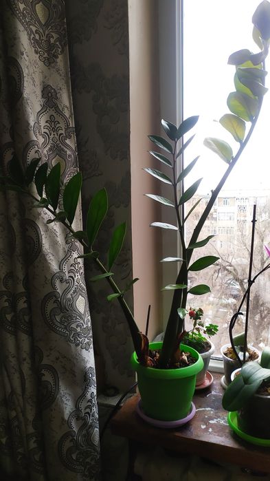 Долларовое дерево (замиокулькас)