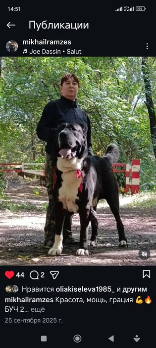 Крупные породные кобели Алабая