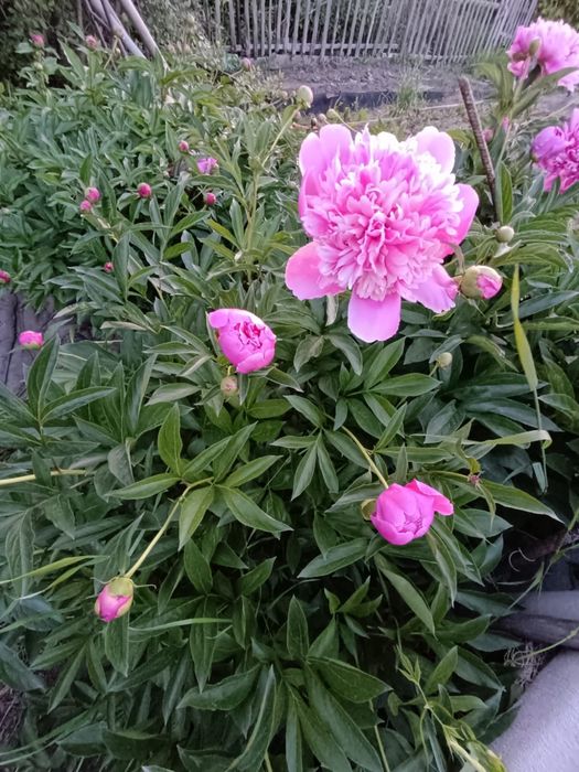 Продается дачный участок