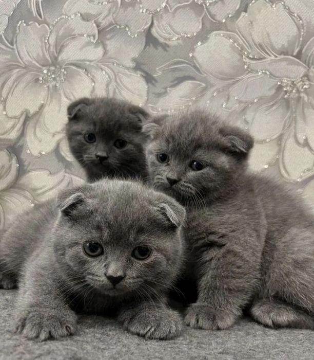 Британские котята