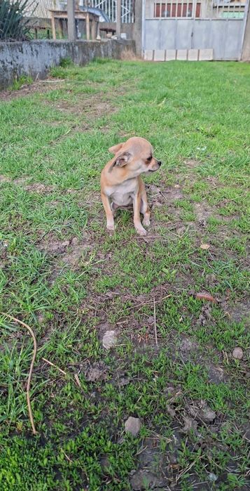 Мини чихуа пинчер