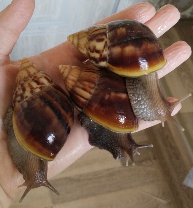 ахатина Фулика стандарт  axatina fulika standart ulitka