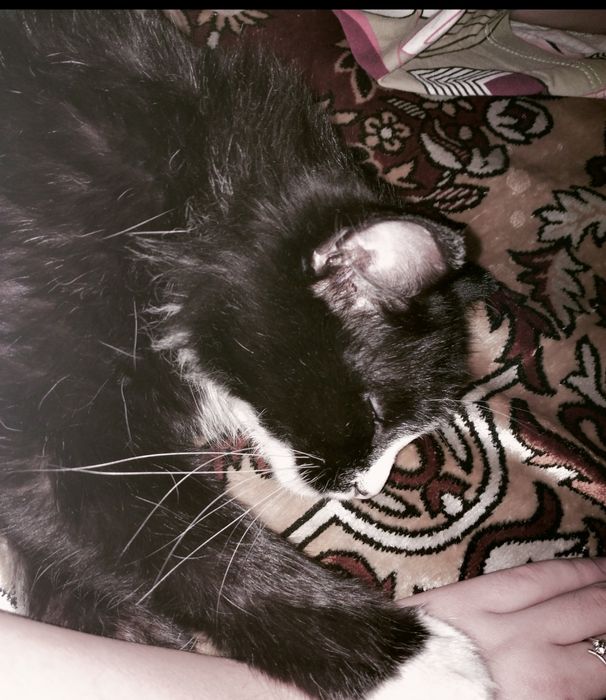 Отдам кота в хорошие руки!