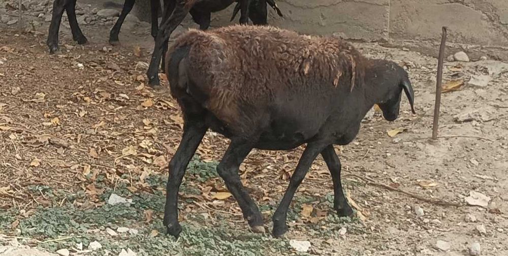 Саулық қойлар сатылады