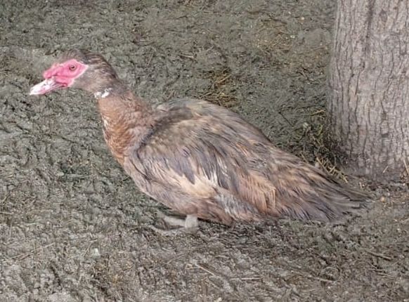 Продам индоуток 11 штук