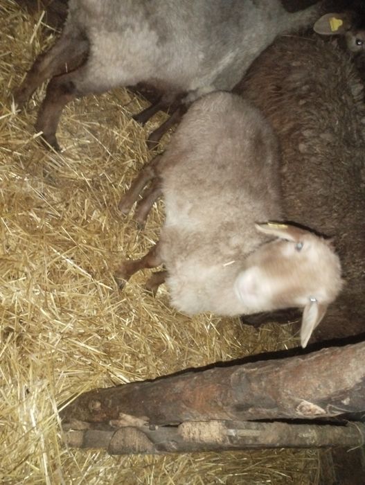 Продам овечку ...