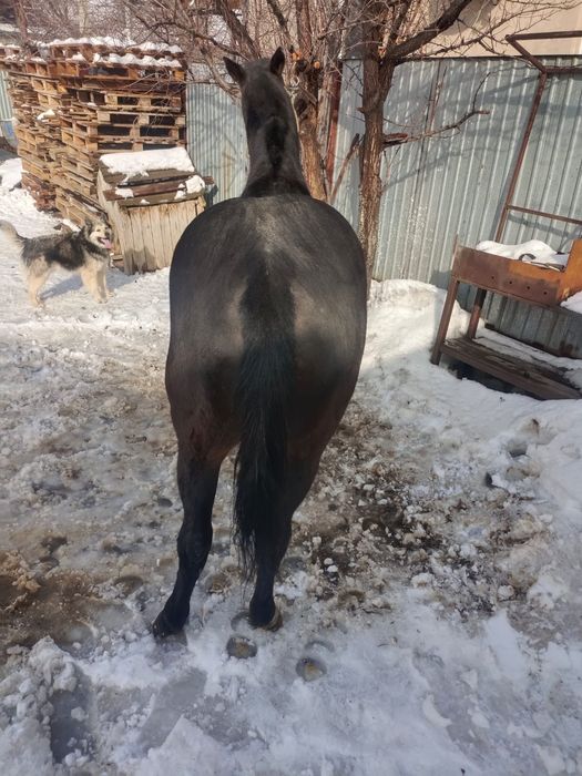 Таза қан американец . Дөнен сатылады . Жеребец