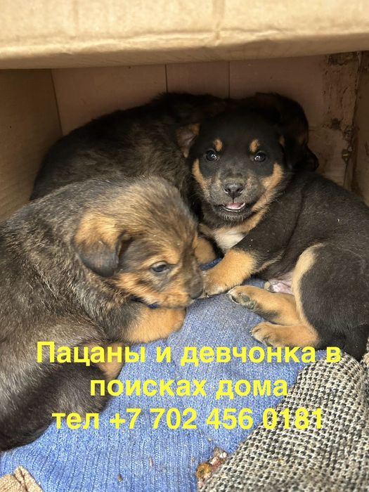 Очень нужен дом.