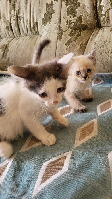 Отдам котят в добрые руки