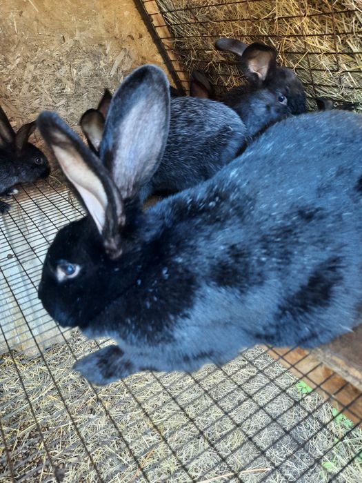 Продам кроликов .