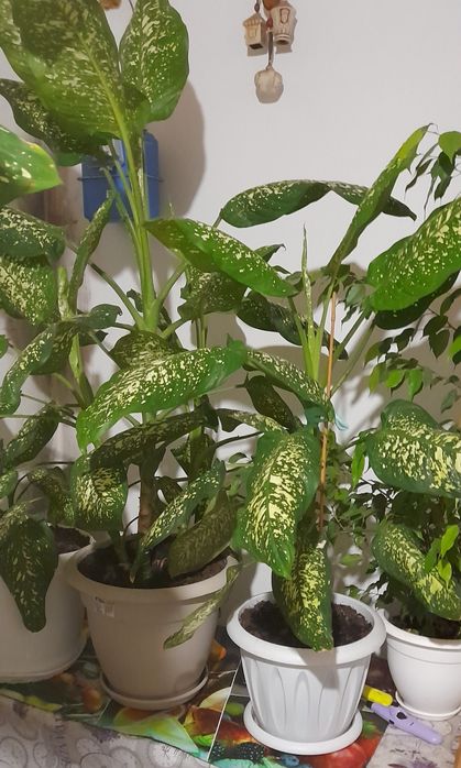 Продам цветы комнатные.