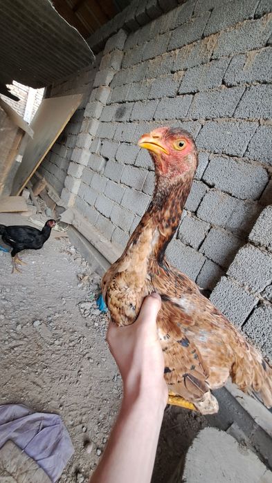 Yosh makionla sotiladi