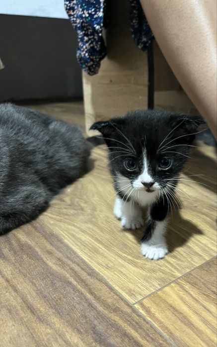 отдам котят в добрые руки!