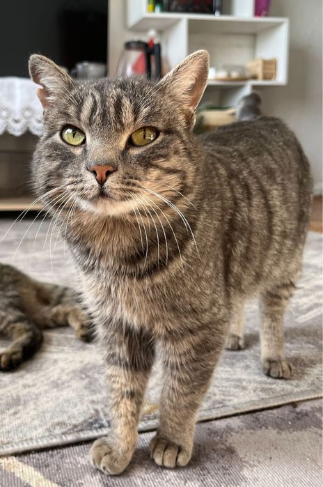 Отдам кота мышелова