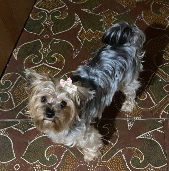 йоркширский терьер вязка