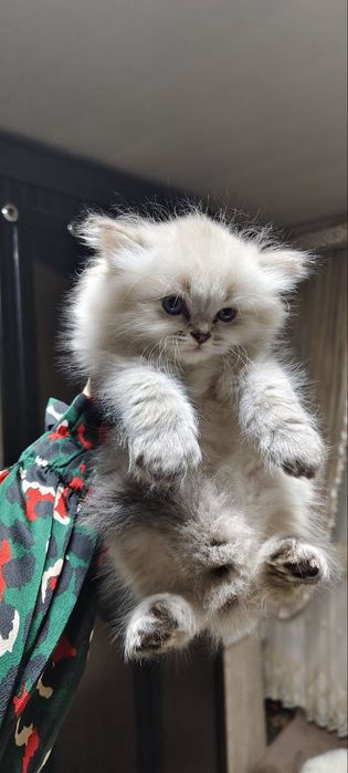 Скоттиш Страйт Хайленд Поинт вязка