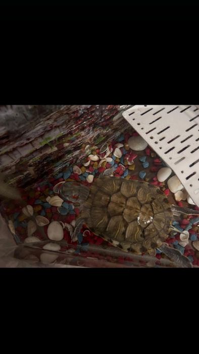 Продам  черепаху вместе с аквариумом