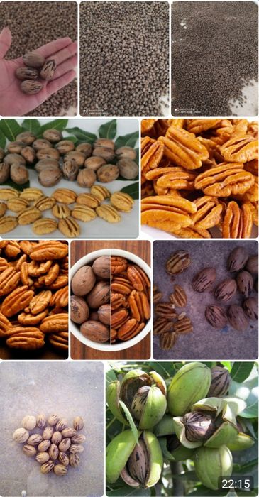 Pekan yonģoģi va kóchatlari sotiladi