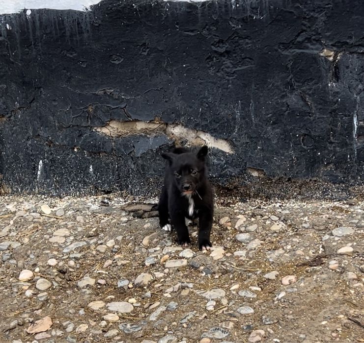 Лаика күшүк сатылады