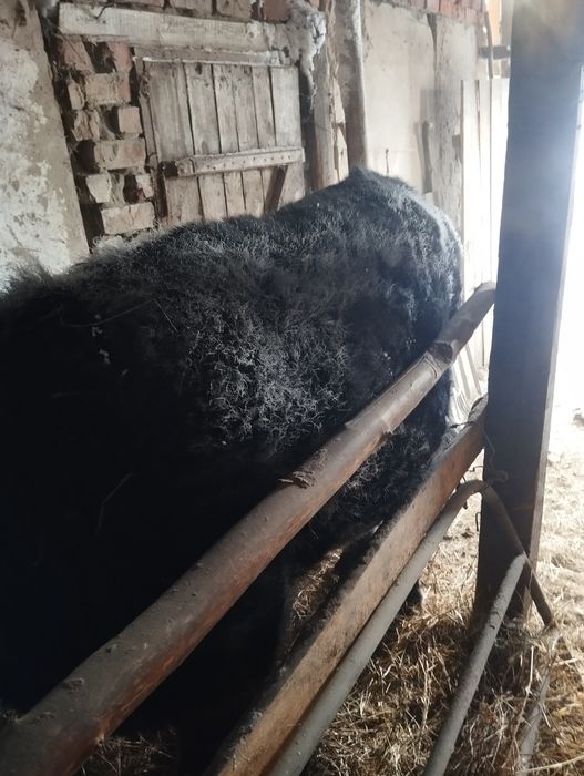 Продам быка на откорме