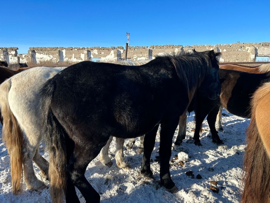 Байтал сатылады 550 000