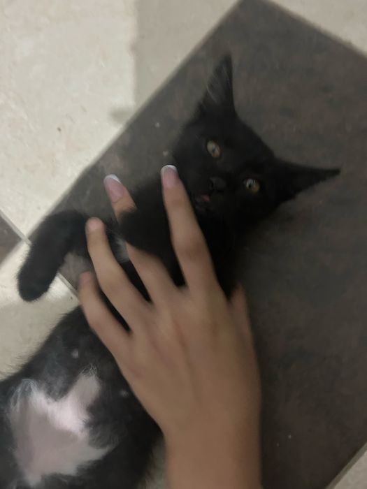 Ұрғашы марғау