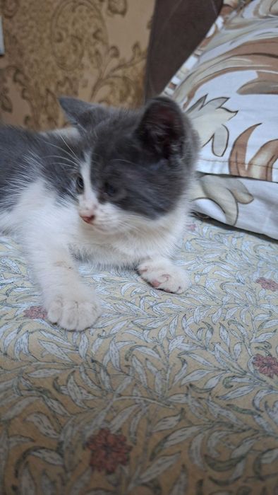 Отдам даром котят