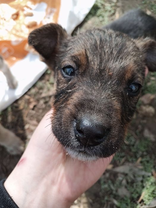 Одарённых даром маленьких щенят заберите в добрые руки