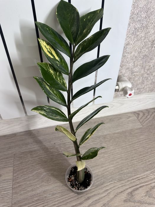 Сортовой замиокулькас