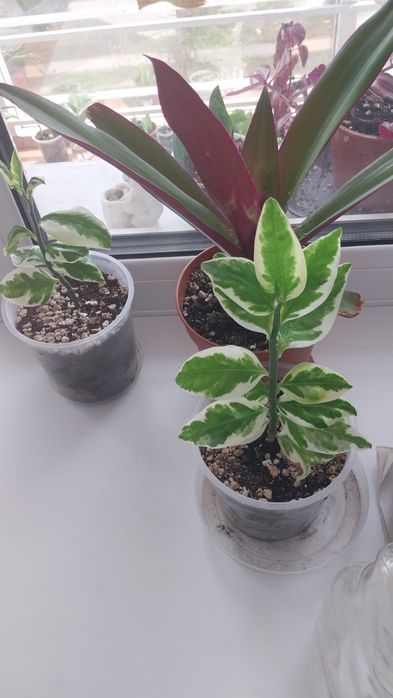 Продам комнатные цветы