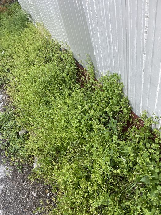 Треваааааааааааа