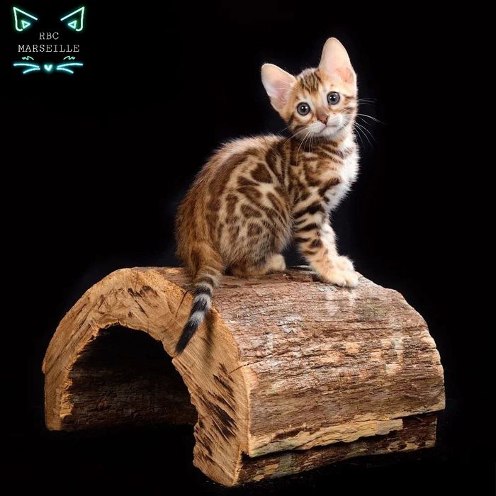 БЕНГАЛЬСКИЕ (- Серебро -). Котята