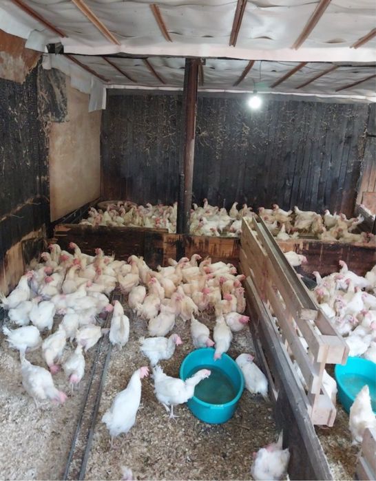 Куры несушки смешные цены