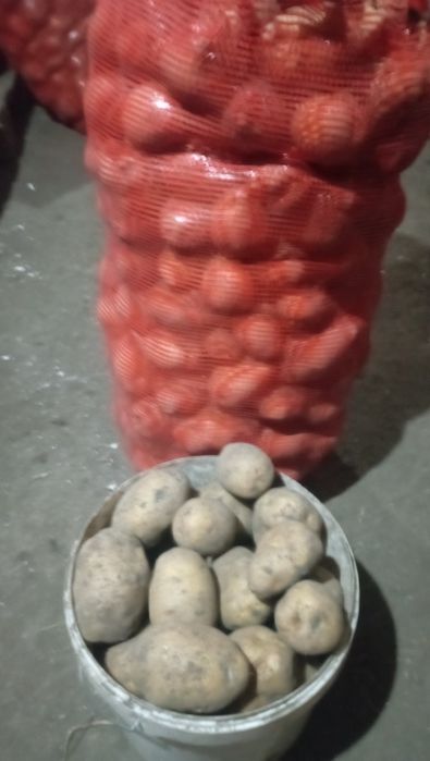 Продам картофель