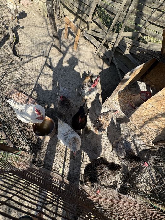 Ouă pentru incubat – rasă mixtă Moravia x Brahma, foarte productive