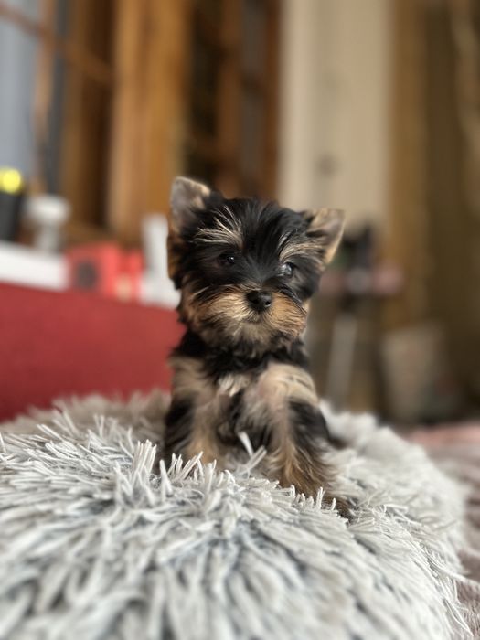Vand Yorkshire Terrier Mascul / O Bijuterie Adevarata / Varsta 2 Luni