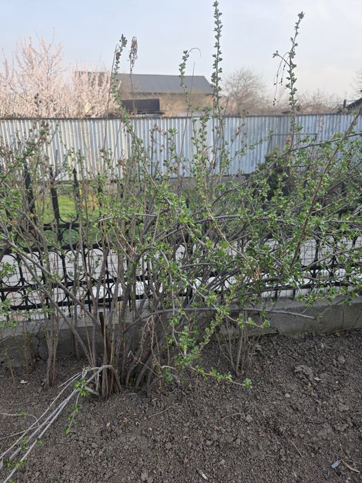 Чёрная смородина