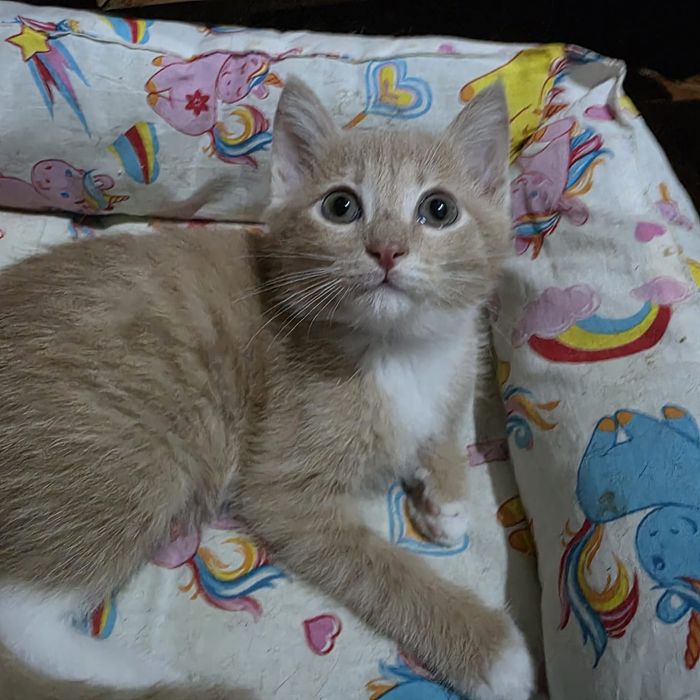 Котик ищет дом!!!