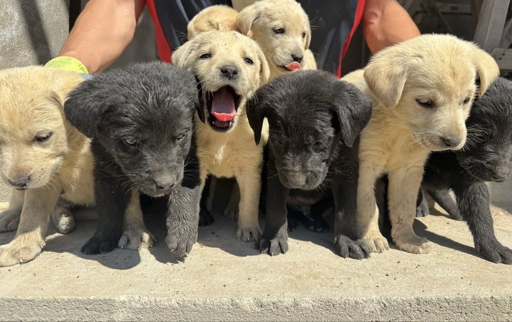 Продаются щенки лабрадора