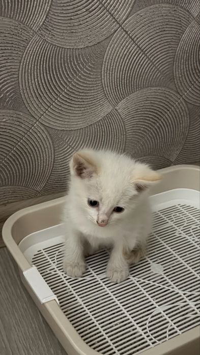 Котенок ищет дом